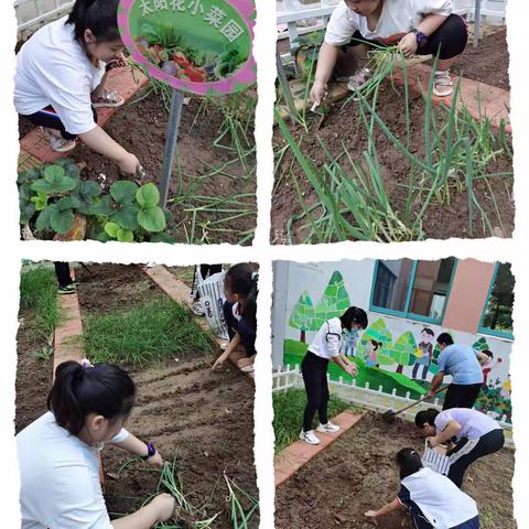 学生“种菜”忙，实践快乐多 ——寿光市建桥学校四年级综合实践活动