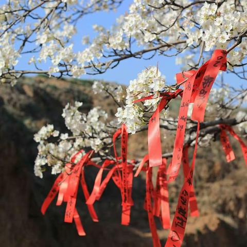 梨花满山等君来