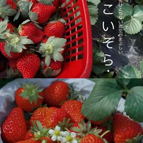 【草莓日记】自然教育/草莓研学之旅～我是草莓🍓园小画家
