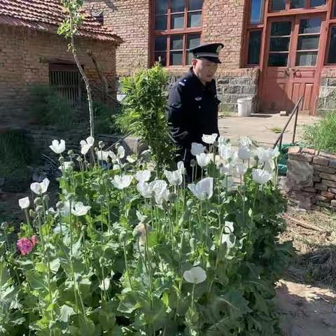 我为群众办实事—“毒花必肃”章丘警民联手铲除罂粟