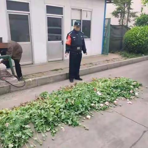 《章丘禁毒持续发力》，再次铲除毒品原植物165株！