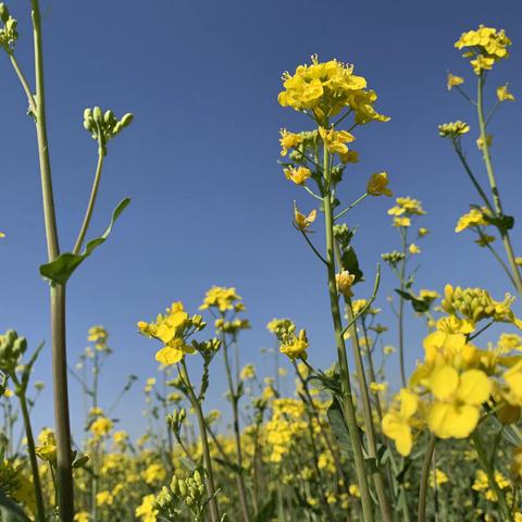 春光里的科学课——油菜花开了！