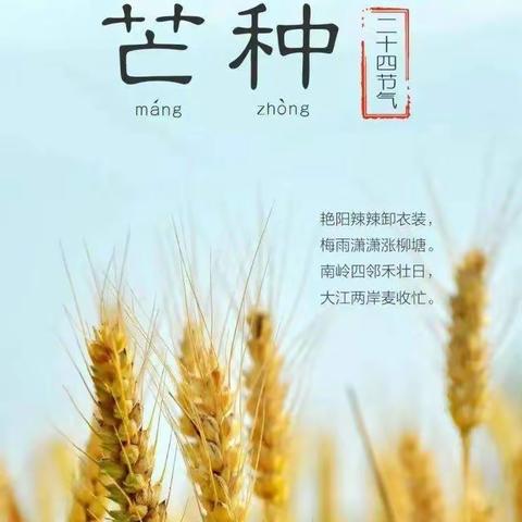 “芒种，芒种，幸福播种”—金色阳光幼儿园中三班芒种主题活动
