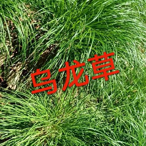 2023，6，18父亲节.本溪关门山景区，枫香谷温泉♨️小市羊汤一日游。