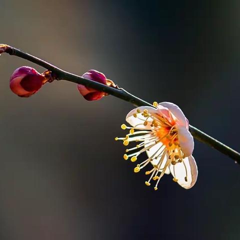 待到山花烂漫时，她在丛中笑