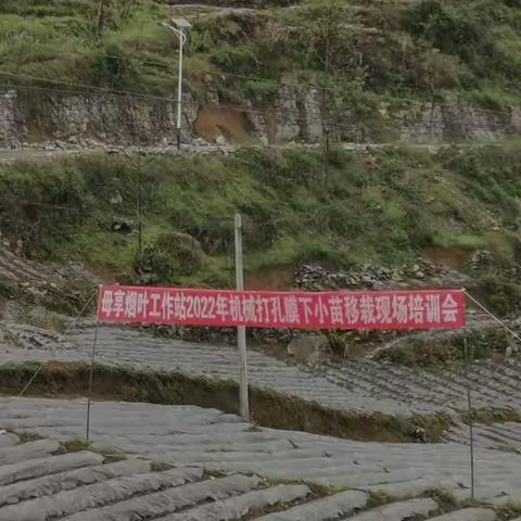 抗击疫情显担当服务烟农， 作风提升促移栽技术落地