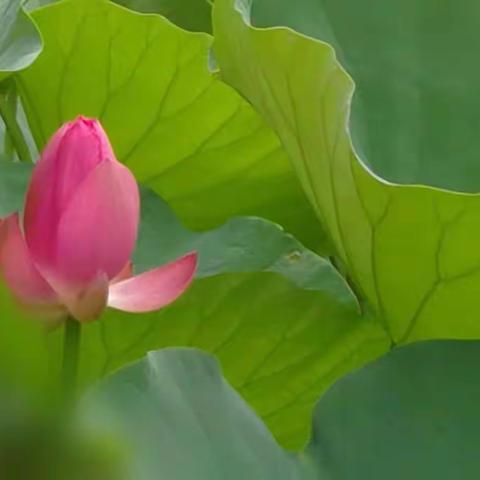 《小荷书院》佳作赏析 （第七期）——滦州市第三实验小学五一班专刊