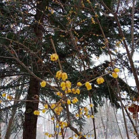 踏雪赏景！