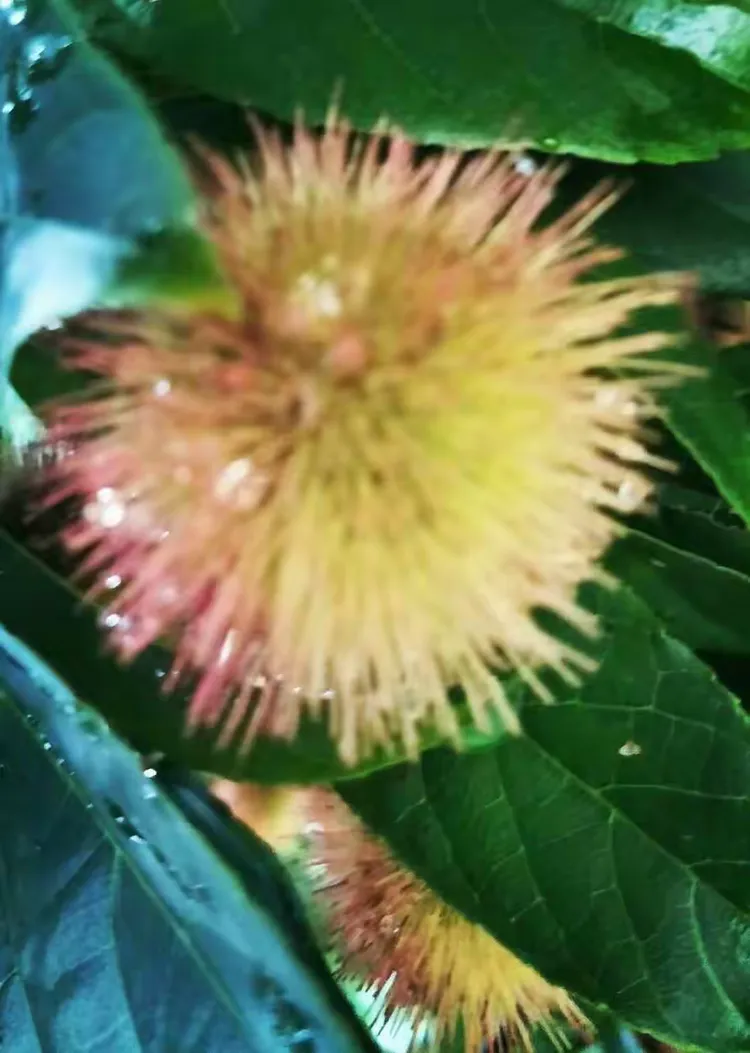 野果果:捎一份野趣献给你