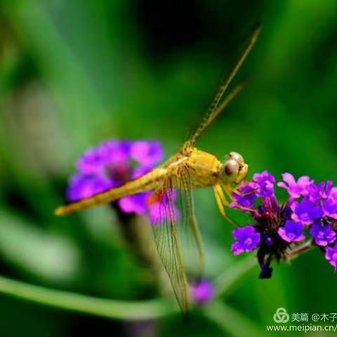 观摩名师课例，提升教学艺术 ――――董淑芳