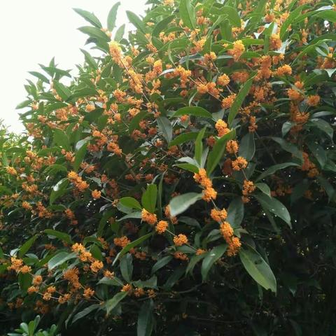 青山绿水的新农村