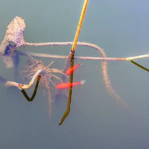 鲤鱼戏残荷