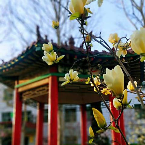 🌟凝聚"疫"心   🌟  抗"冀"疫情  🌟            －－亮星小学在行动