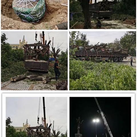 种树植心 不忘初心——阜新分公司为“新成员”安家