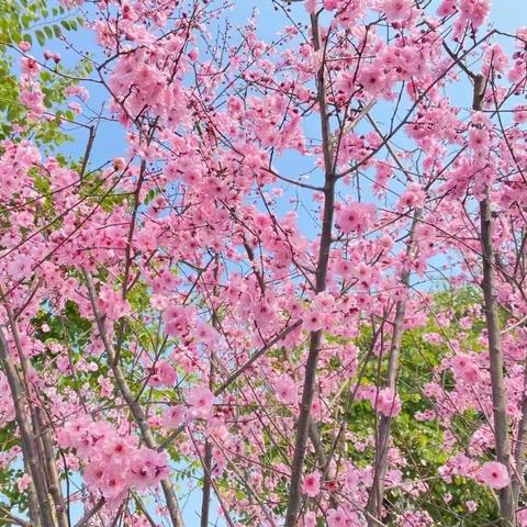 “教”花盛放，“研”途花香——青河镇第一小学语文组大单元教学教研活动