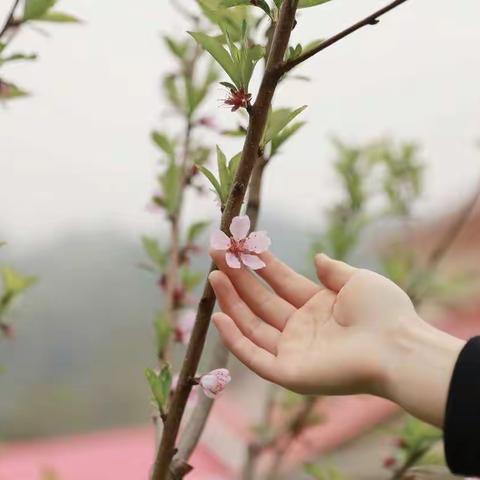 冬已去，春已来。山河无恙，你我皆安。