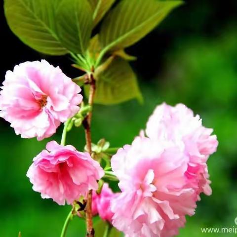 守望春天  共度风雪