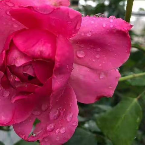 开在光阴里的花