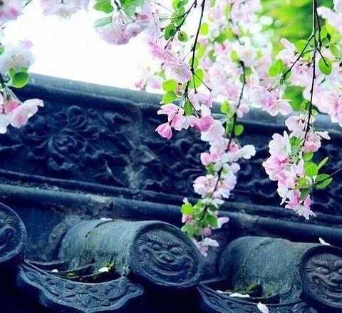 抬头忽见一枝春