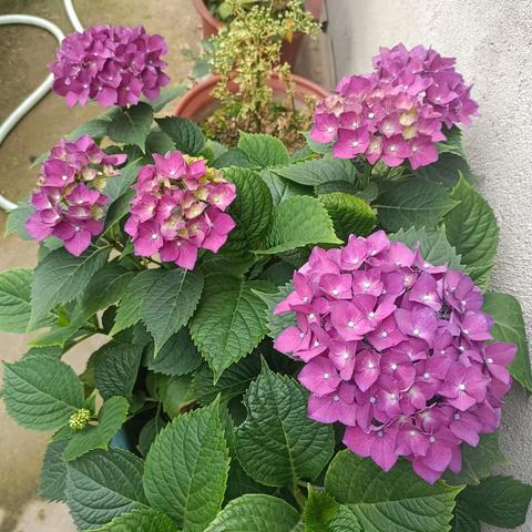 小满时节（副本）