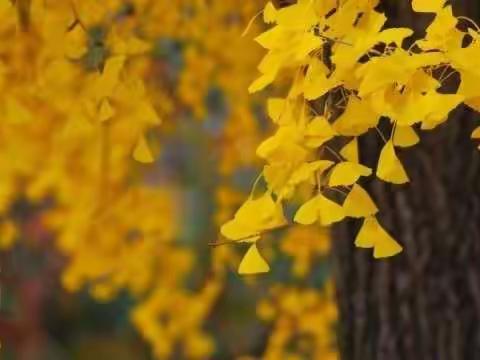 秋意暖暖  学意浓浓——二年级五班第八周周记