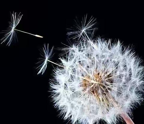 【新城学前·创意美术】彩笔扎染——蒲公英