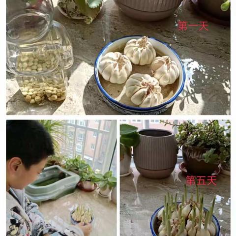 劳动实践增智慧，探索观察促成长一一湛河区沁园小学四年级语文线上实践活动纪实