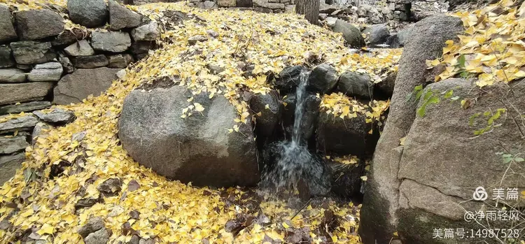 白果树市场价格