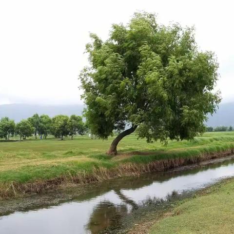 七彩云南之旅第二站，丽江拉市海，骑马观茶马古道，坐游艇游拉市海。由于天公不作美，下雨，没看见漂亮的鸟儿。