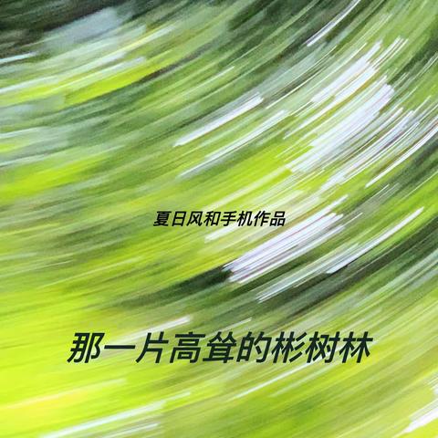 西湖边的那片林