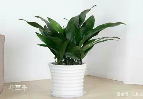 2018-2019学年度第二学期三年级语文   第一单元作文         写自己熟悉的植物