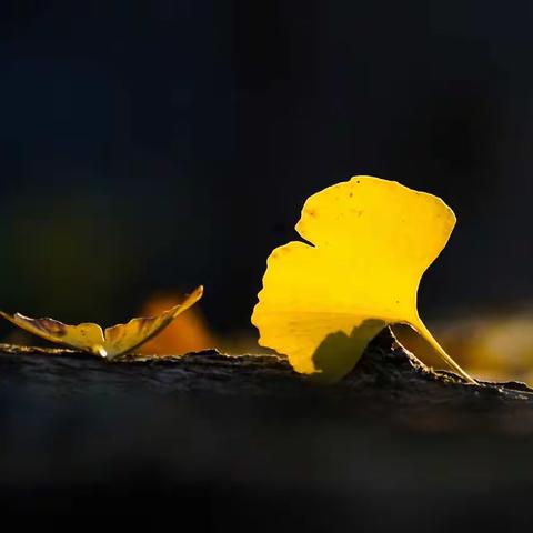 许你一个秋日的童话