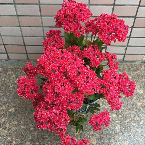 春天百花盛开（2020）