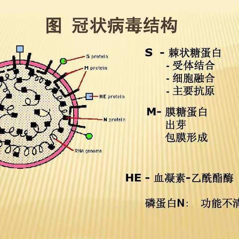 小力量也是大贡献——抗击疫情，我们在行动