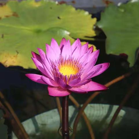 上海辰山植物园玉莲一攝于2017.10.7