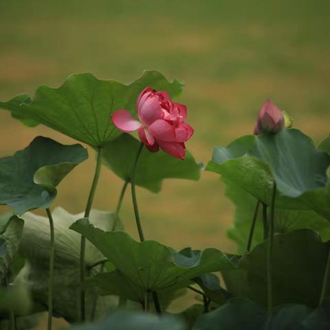 雨中荷花分外妖娆