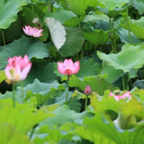 上海夏日的荷花