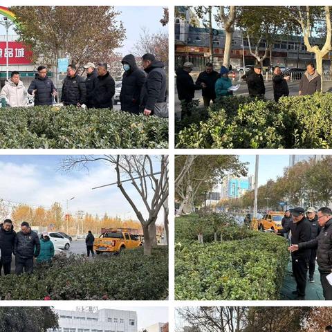 城市绿化养护管理科对2024年苗木补植工作开展集中回头看