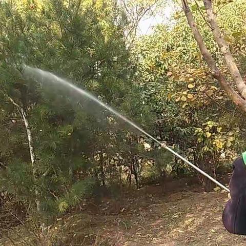 园林局城市绿化养护管理处植保工作重点周记11.6-11.15