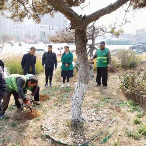 园林局城市绿化养护管理处植保工作重点周记10.30-11.5