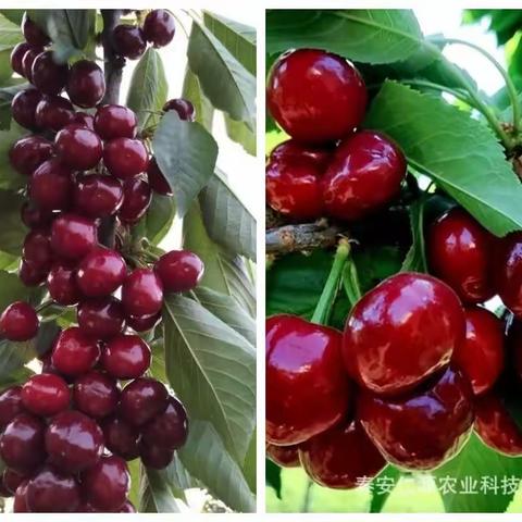 白石羌寨的车厘子熟啦，个个红艳饱满、清甜爽口……5月31日（周三）、6月4日（周日）