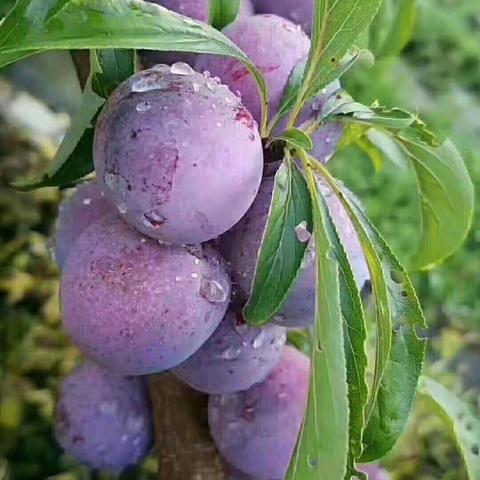 上午采摘李子，下午逛古镇   +  “叉”水。6月18日（周日）