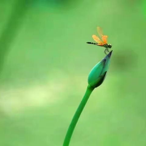 “小荷才露尖尖角 早有蜻蜓立上头”——记瑞昌四中数学教研组青年教师说课比赛