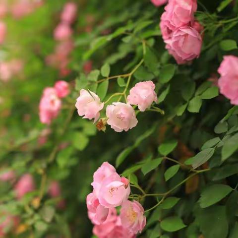 数学教研组前期工作小结