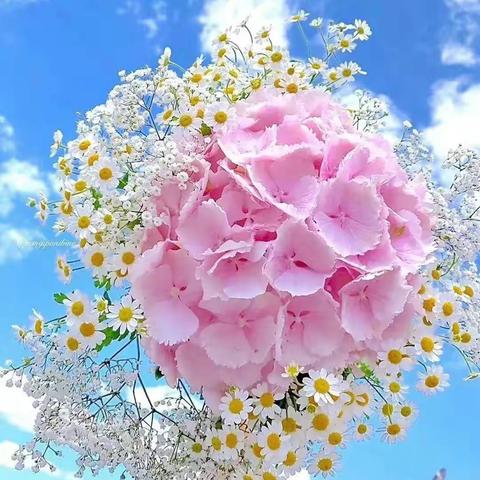 民胜村幼儿园2020年秋季招生通知