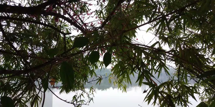 碧桃树能结果吗