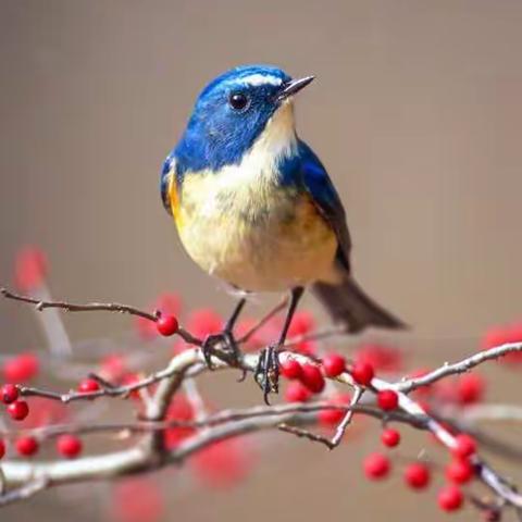 二十家子玩冰戏雪