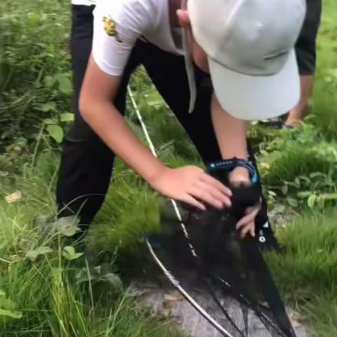 警惕食叶害虫红头芫菁爆发！