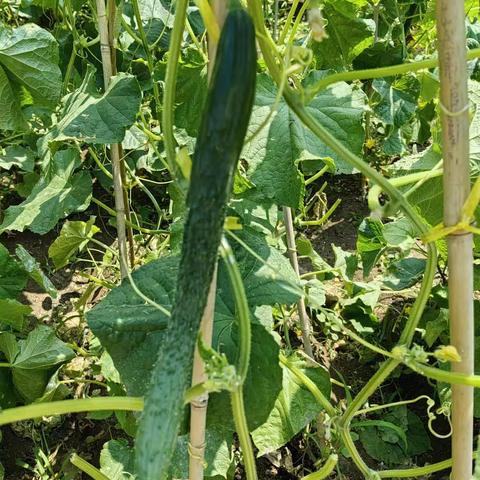 看看我的纯绿色的小农场