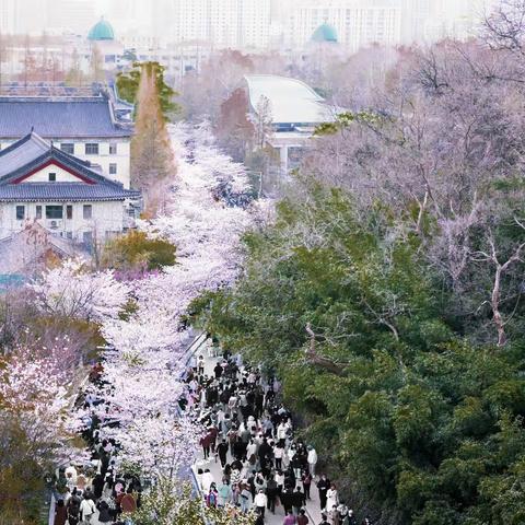 南京玄武湖鸡鸣寺樱花